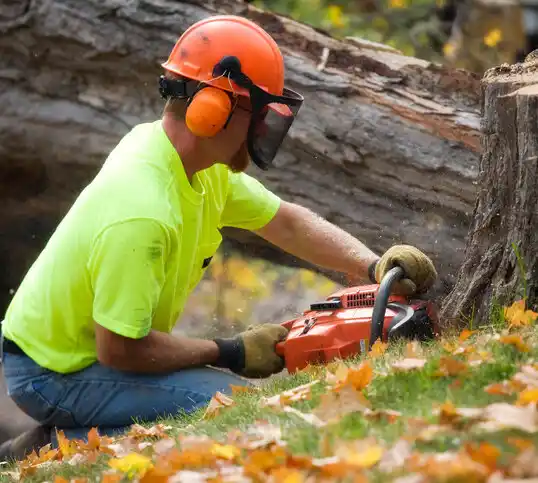 tree services Savona